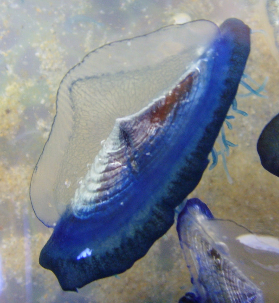 Unveiling the Enigmatic By-the-Wind Sailor (Velella velella)